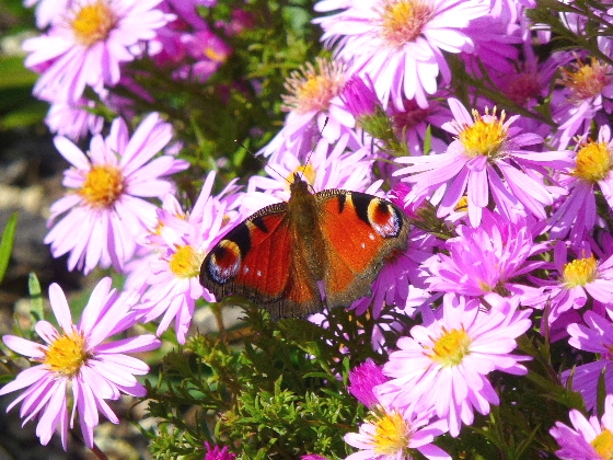 １０月 ・ 空のガーデンの蝶 - 野に咲く北国の花