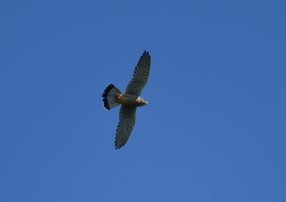c0036878_101327.jpg