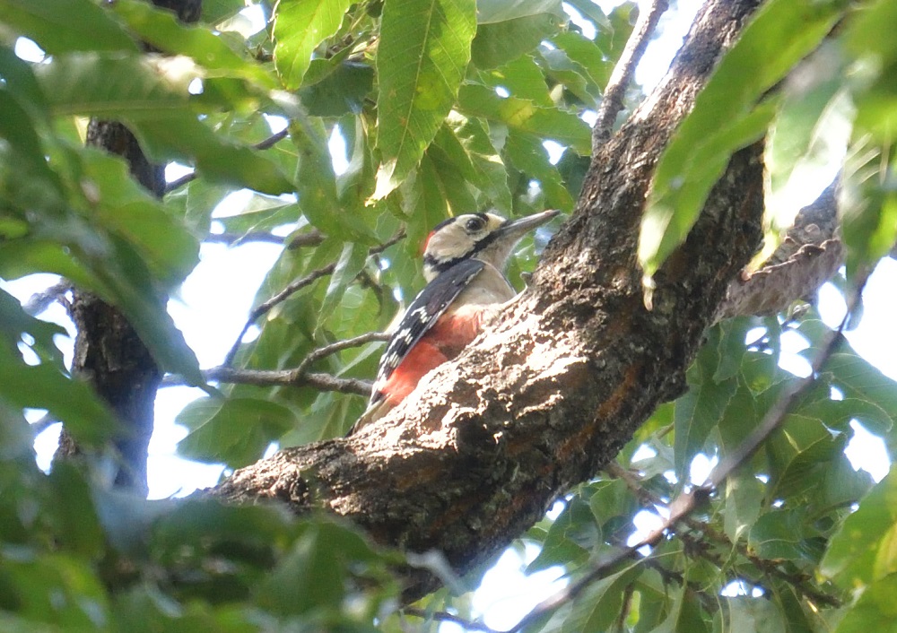 c0036878_9565275.jpg
