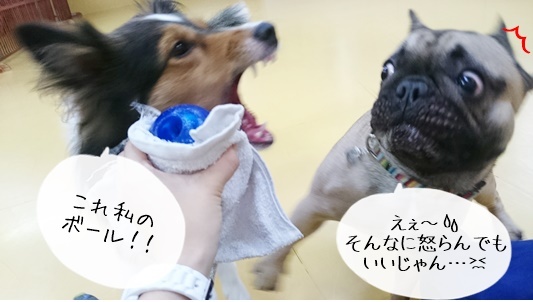 ぷう助くんお友達つくる!の巻_f0357682_15114337.jpg