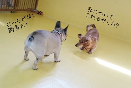 ぷう助くんお友達つくる!の巻_f0357682_15122001.jpg