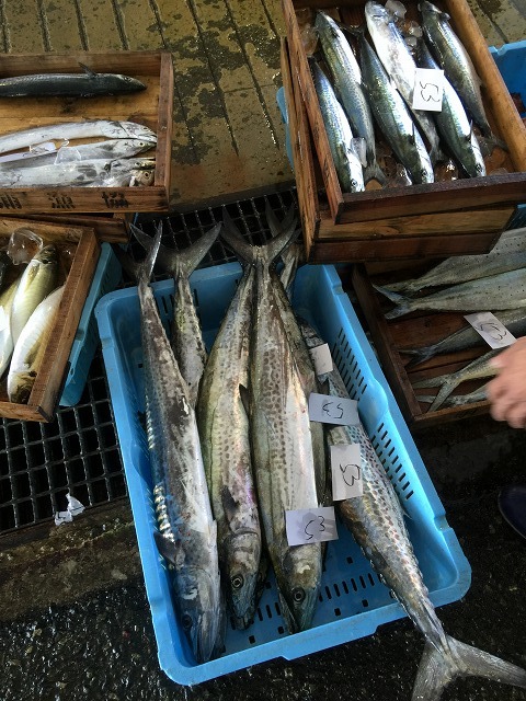 サワラ_d0268290_08545841.jpg