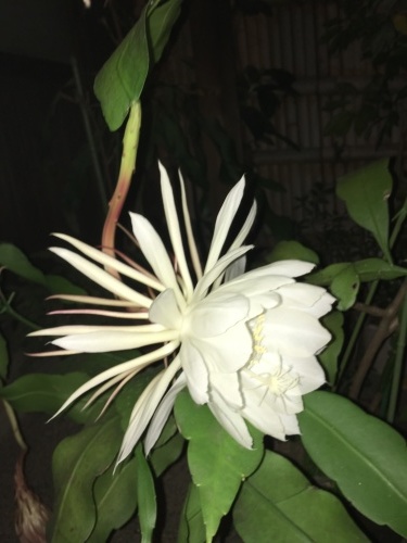 月下美人_f0346597_12414963.jpeg