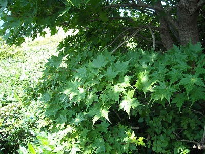f0308898_20005072.jpg