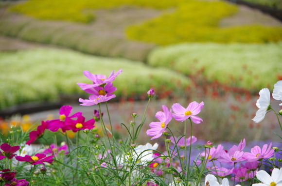 秋深まるみかも山へ　～　とちぎ花センター_b0356401_14550007.jpg