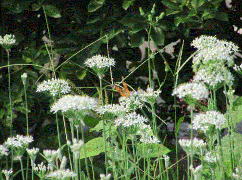 f0231709_15130059.gif