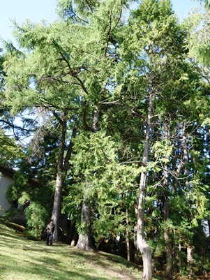 c0204725_21352697.jpg