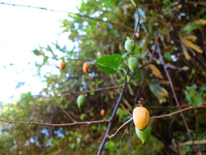 c0204725_2163410.jpg