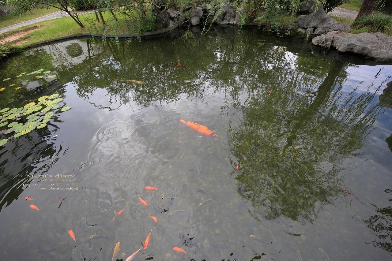 まゝに/10月の散策/浜名湖ガーデンパーク.掛川花鳥園他その1_d0342426_00251054.jpg