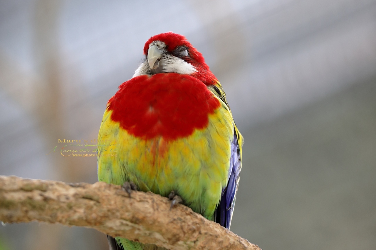 まゝに/鳥撮り/掛川花鳥園_d0342426_21562964.jpg