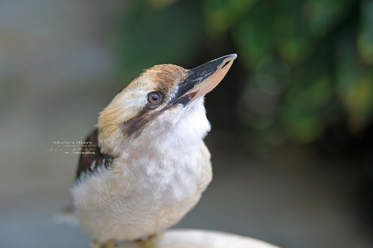 まゝに/鳥撮り/掛川花鳥園_d0342426_21565609.jpg