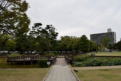 八尾市 久宝寺緑地公園 大和なでしこ 八尾市 久宝寺緑地公園 大和なでしこ