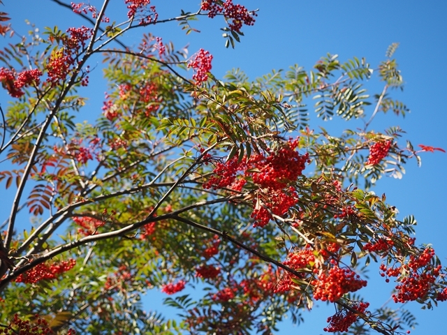 c0117831_13215427.jpg