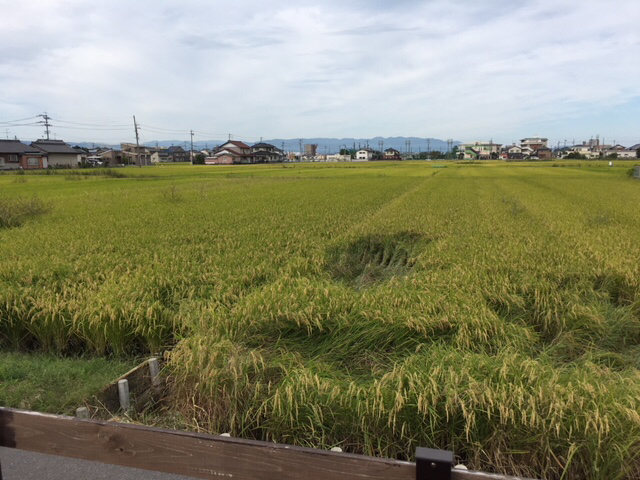 一宮モーニング_a0359239_00451404.jpg