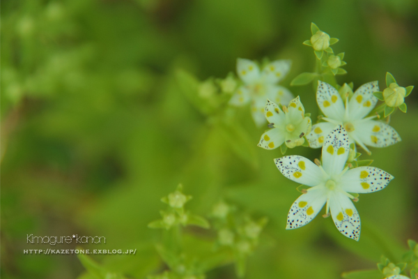 秋の花さがし②**湿原トレジャー_b0197639_22035161.jpg