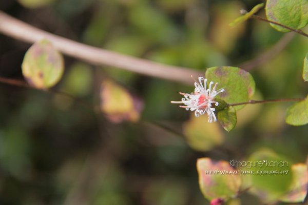 秋の花さがし②**湿原トレジャー_b0197639_22443601.jpg