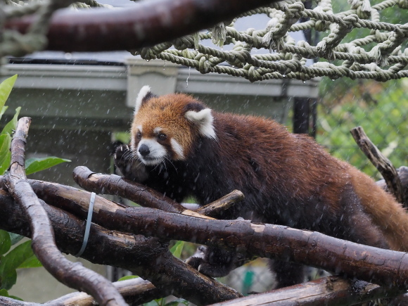 雨の神峰、イチとさくら 2_a0149740_17323917.jpg