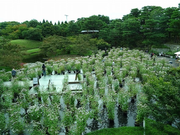 梅小路公園・朱雀の庭のアサギマダラ_b0299042_19015162.jpg