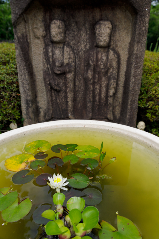 元興寺の桔梗と夏の花々_f0155048_23541793.jpg