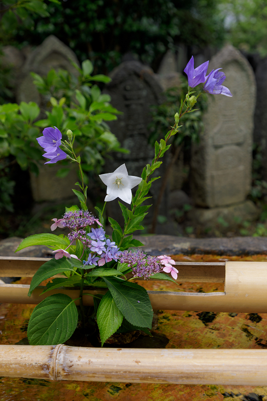 元興寺の桔梗と夏の花々_f0155048_23542274.jpg