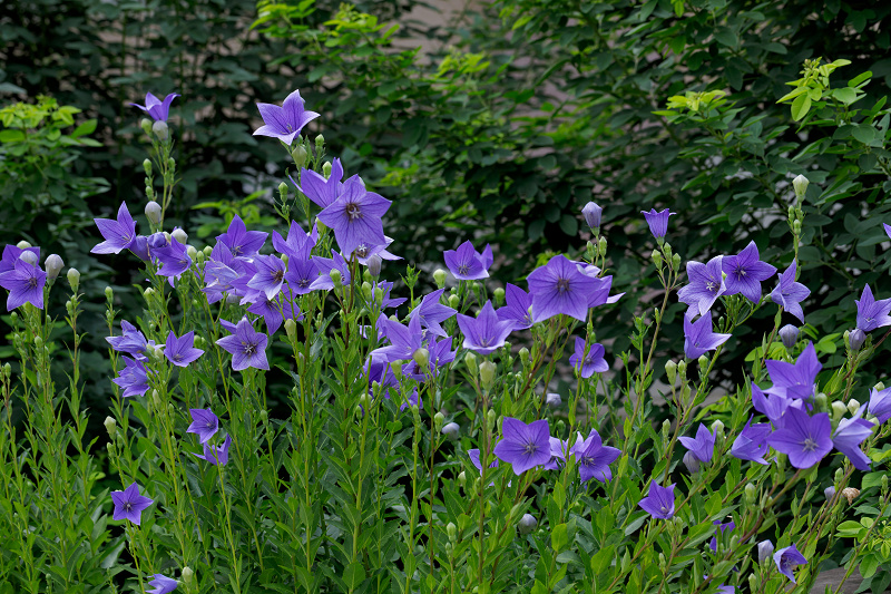 元興寺の桔梗と夏の花々_f0155048_23562279.jpg