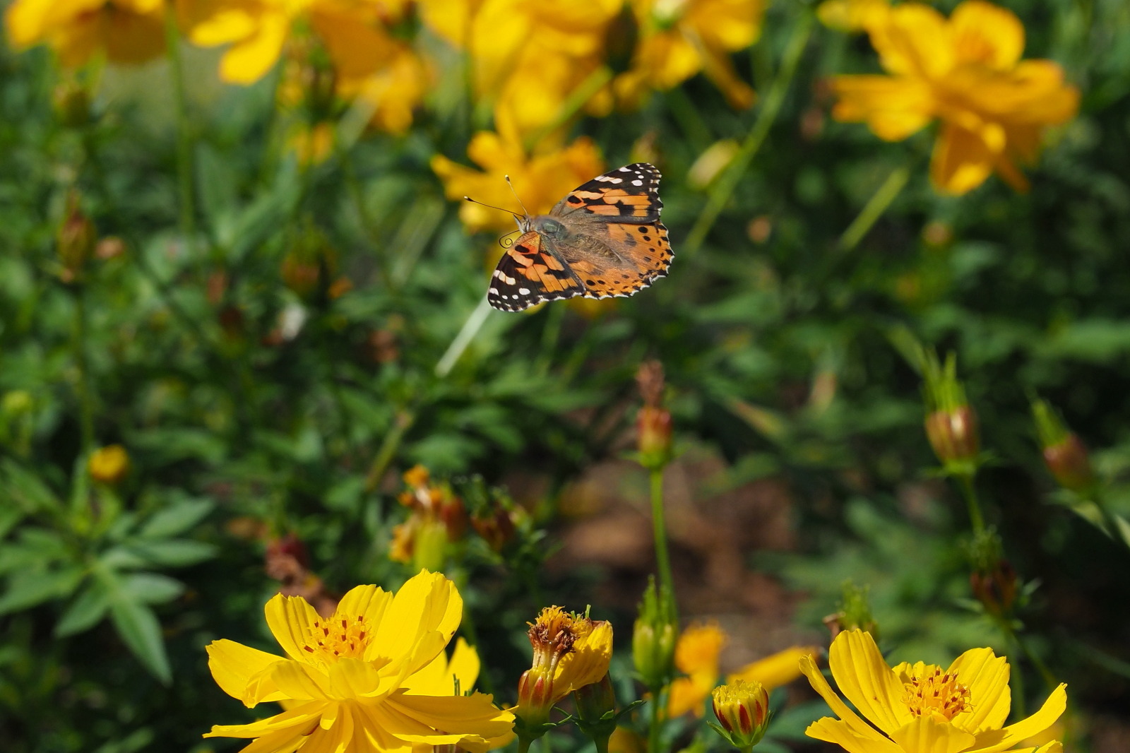 f0345350_21032205.jpg