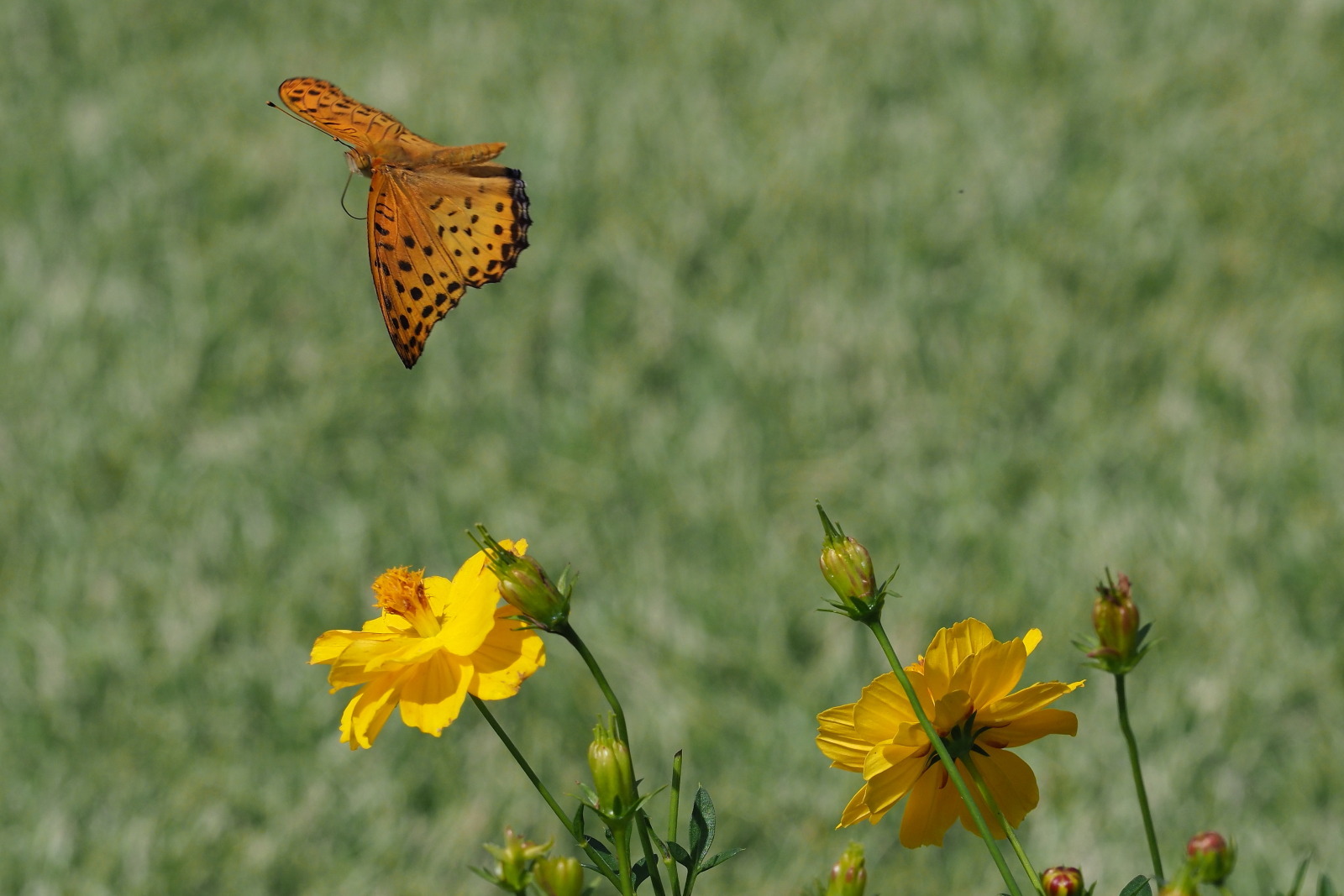f0345350_21065362.jpg