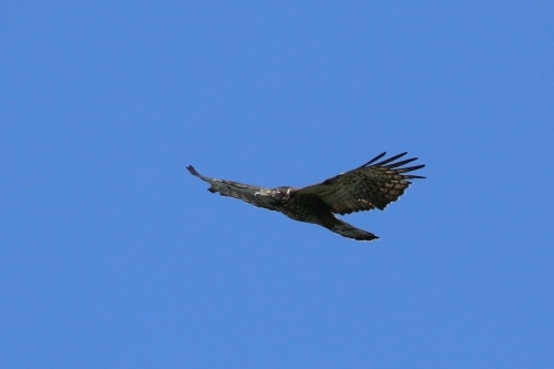 c0352852_22432763.jpg