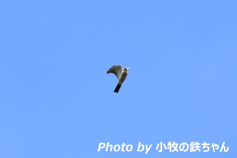 2017年 秋のタカの渡り　～白樺峠：ハチクマ・ツミ～_a0343856_07094480.jpg