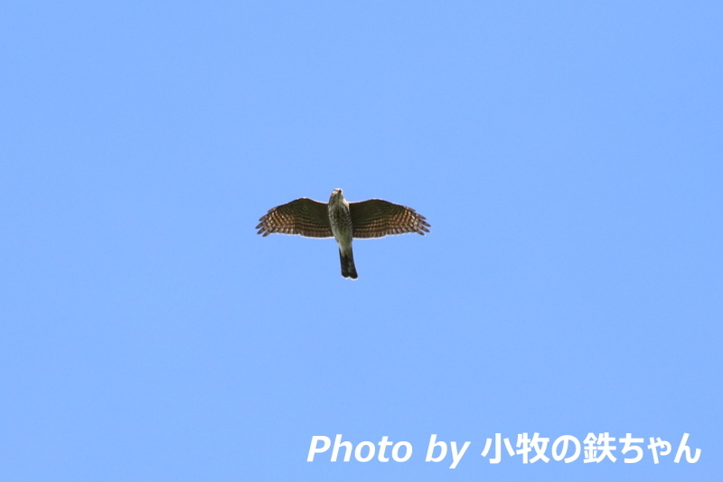 2017年 秋のタカの渡り　～白樺峠：ハチクマ・ツミ～_a0343856_07095705.jpg