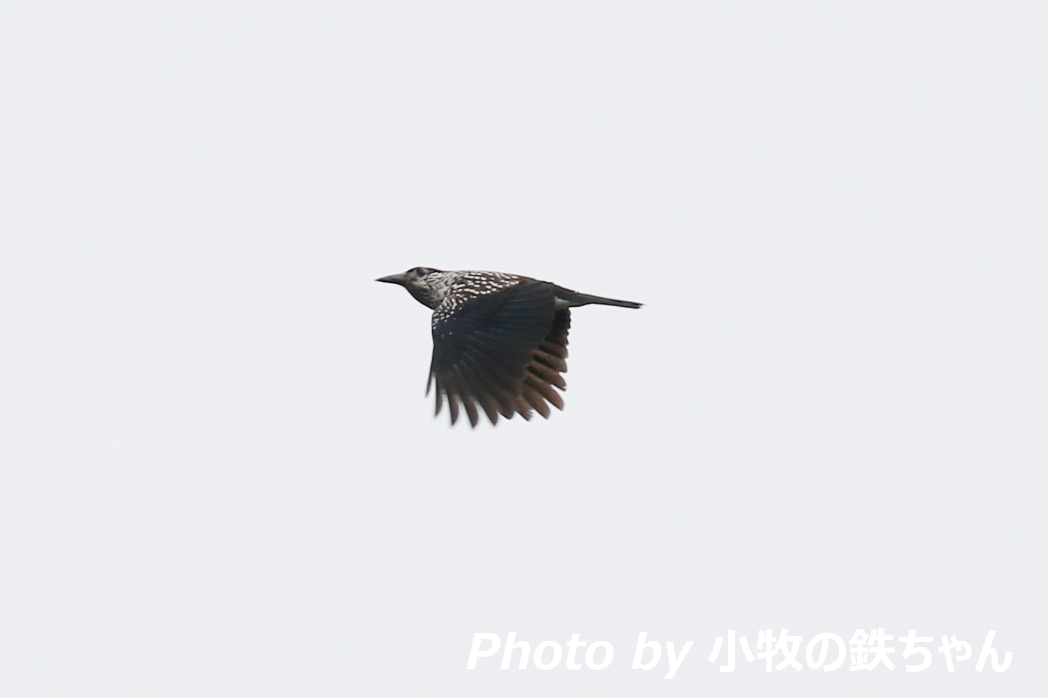 2017年 秋のタカの渡り　～白樺峠：ハチクマ・ツミ～_a0343856_07103394.jpg