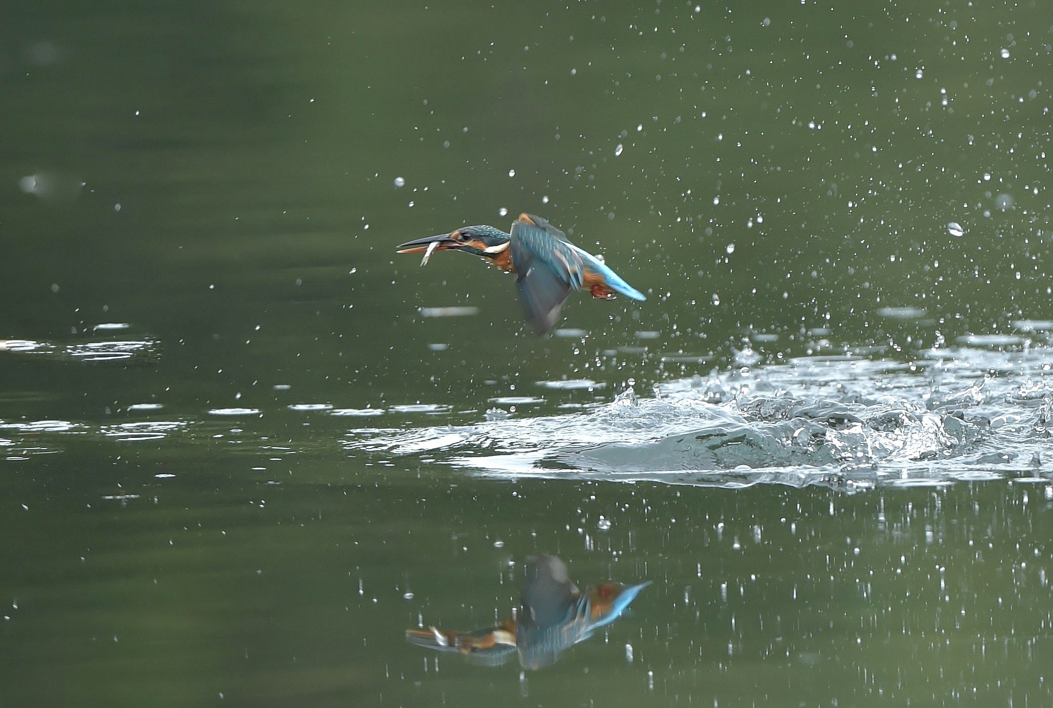 気まぐれカワセミ_c0205858_16101321.jpg