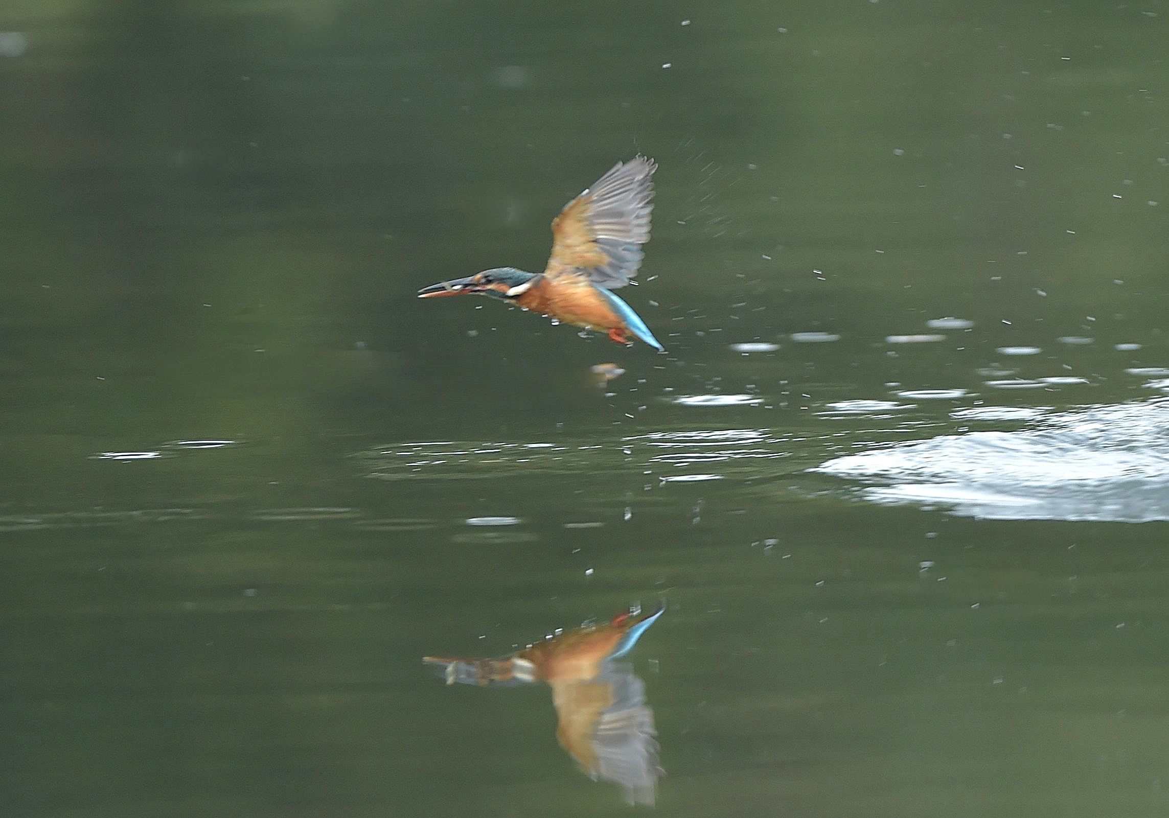 気まぐれカワセミ_c0205858_16103677.jpg