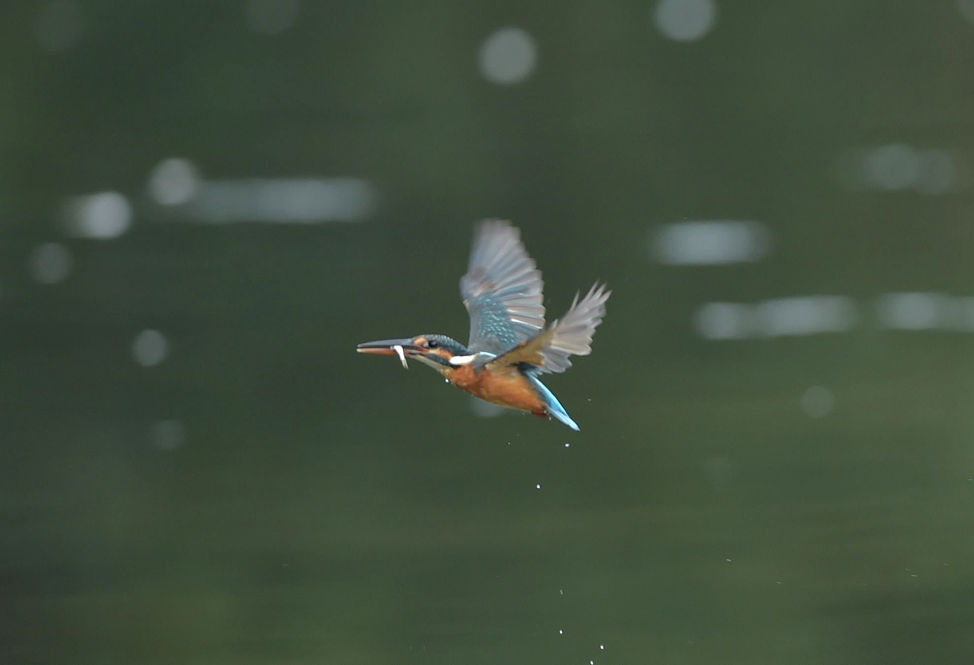 気まぐれカワセミ_c0205858_16114021.jpg