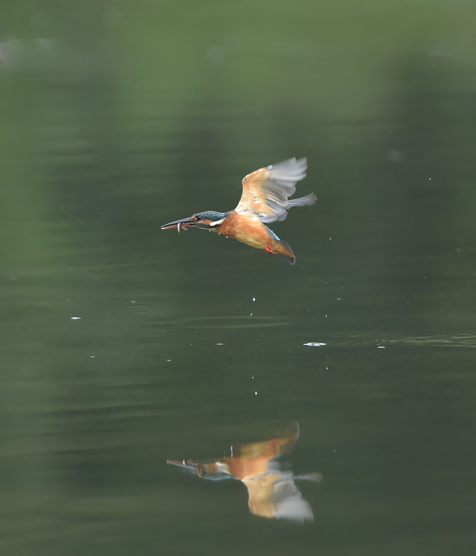 気まぐれカワセミ_c0205858_16151750.jpg