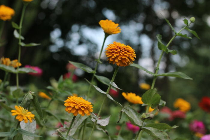 秋の風景とお花と♪　昭和記念公園6_d0152261_15354465.jpg