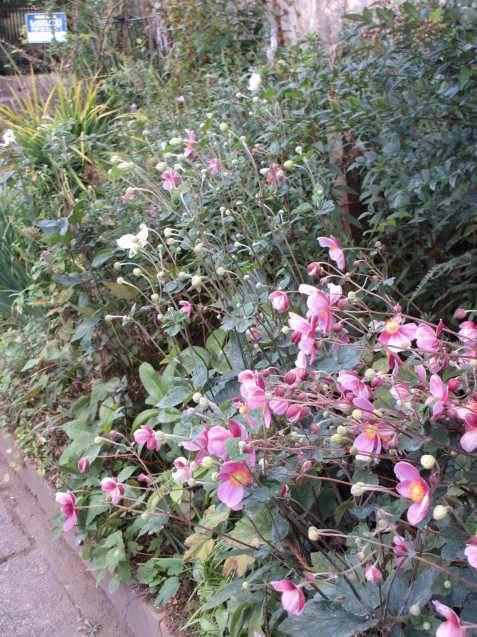 a0243064_10532251.jpg