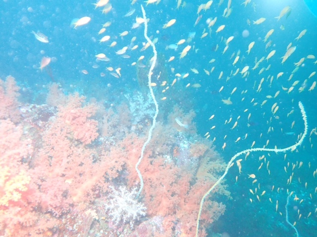 e0184067_18364838.jpg