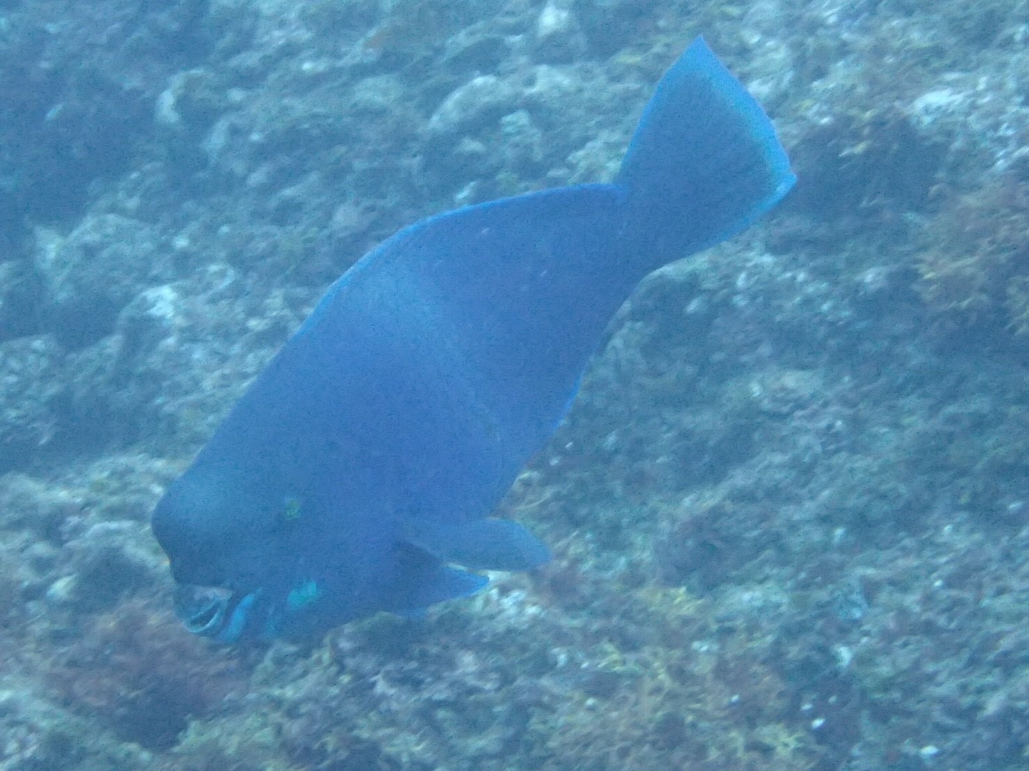 e0184067_18365462.jpg