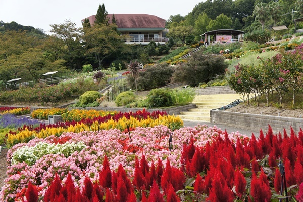 和歌山県植物公園　緑化センター　温室_e0177271_10290116.jpg