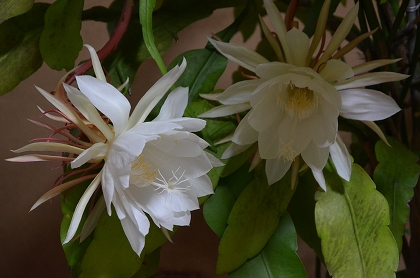 c0229483_854376.jpg