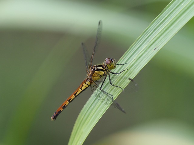 d0156387_21551996.jpg