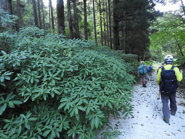 天主山へ、鴨猪登山口から、29日_f0357487_15105765.jpg