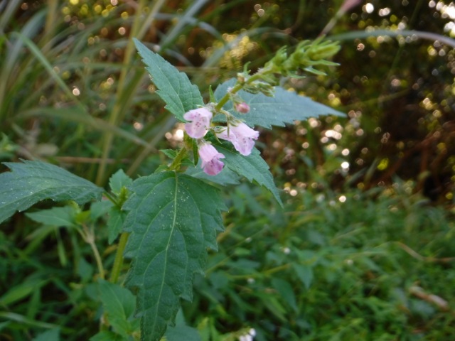 f0357487_1525834.jpg