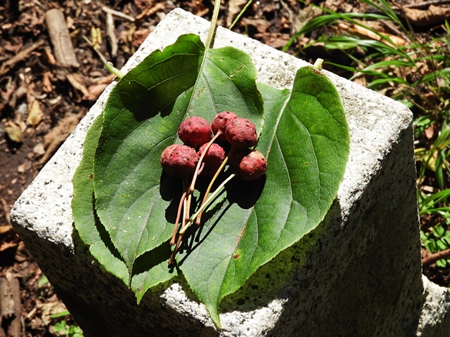 f0357487_1552451.jpg