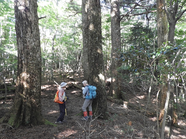 天主山へ、鴨猪登山口から、29日_f0357487_15987.jpg