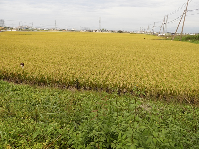 f0357487_16385677.jpg