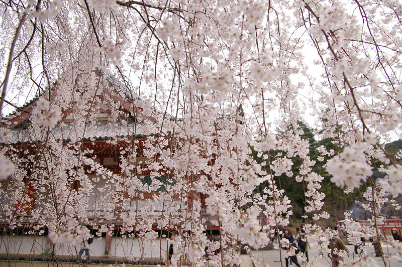 醍醐寺　桜_c0382798_18430992.jpg