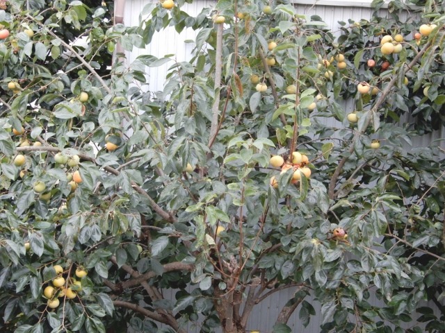 e0025300_21452233.jpg