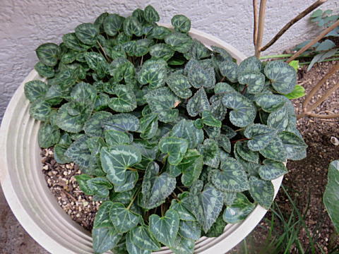d0046702_04344726.jpg